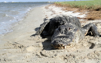 Alligator on bank of a salt marsh.